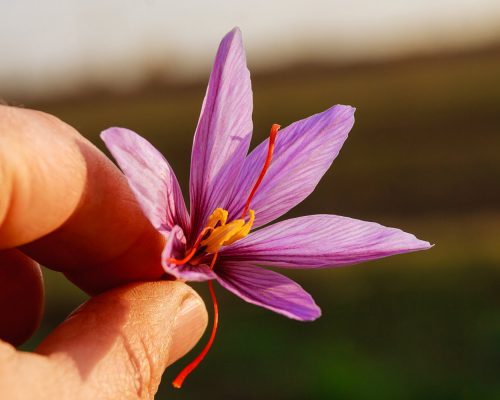 Safran Blüte - die Krokusblüte