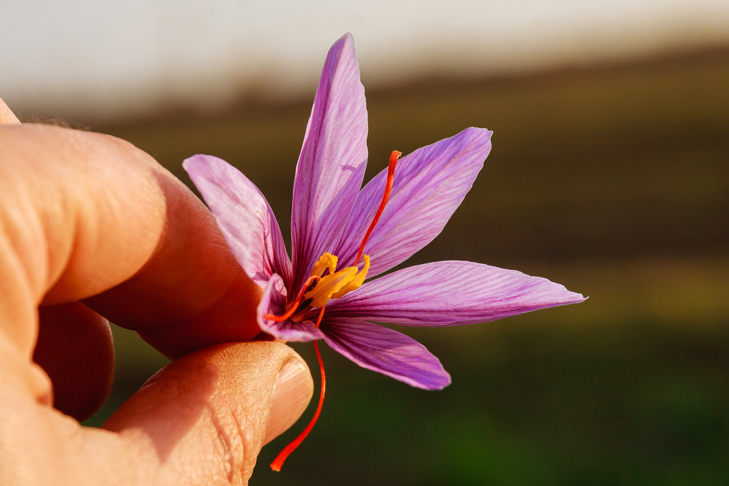 Safran Blüte - die Krokusblüte